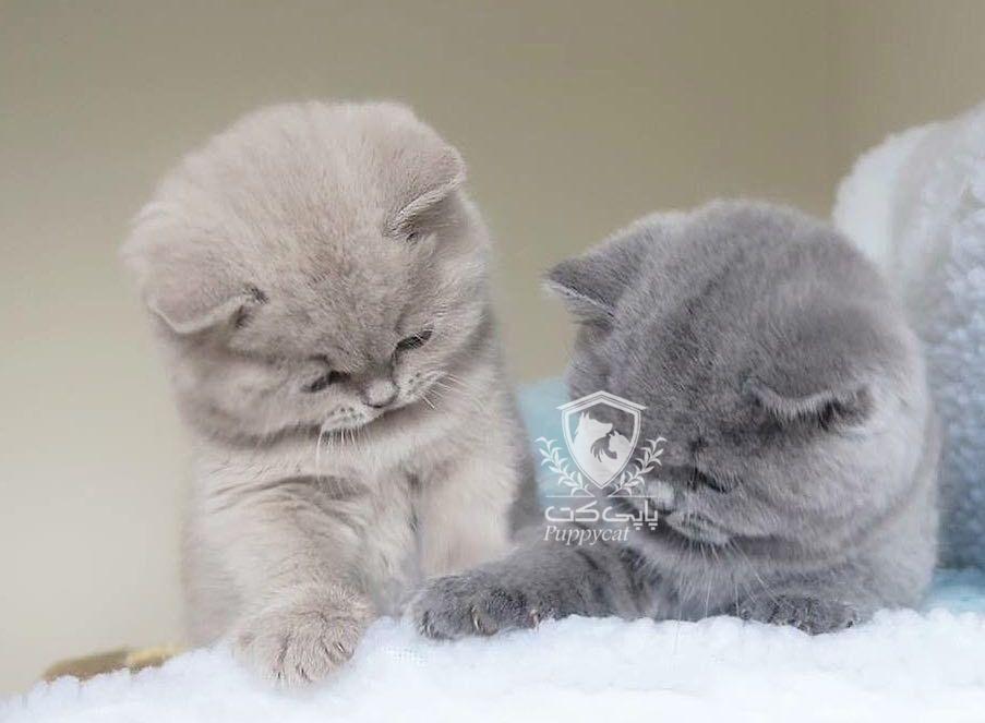 گربه اسکاتیش